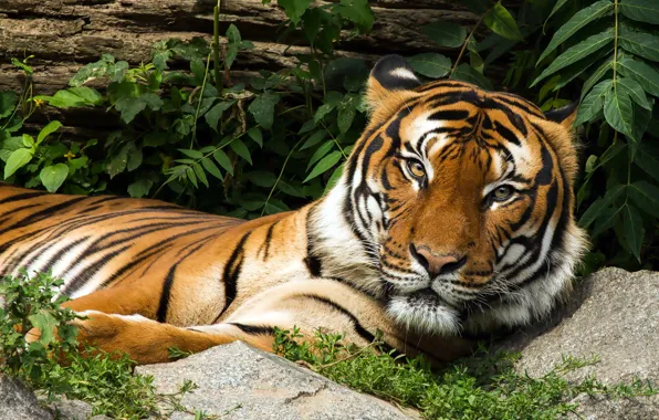 Picture look, face, leaves, tiger, stones, lies