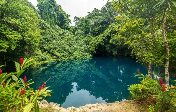 Greens, trees, flowers, tropics, pond, Park, the bushes, Vanuatu