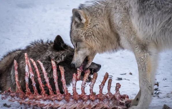 Picture Winter, Snow, Bones, Two, Mining, Wolves, Predators, Orderlies of the forest