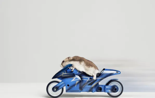 Animal, speed, motorcycle, biker, hamster