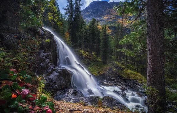 Picture forest, trees, waterfall, Russia, Altay, Katunskiy biosphere reserve, Alena Ruban