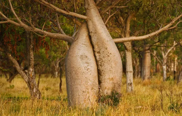Picture trees, Australia, Kimberly, adansonia Gregory, boob