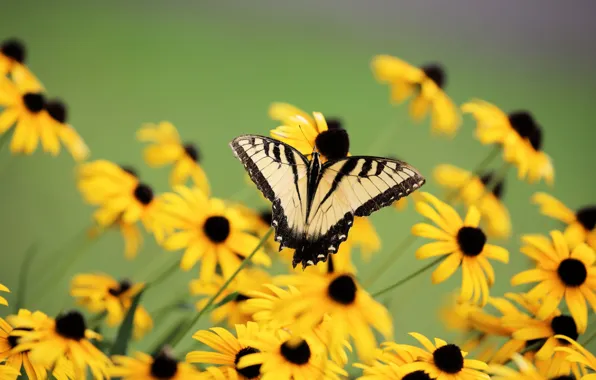 Macro, flowers, butterfly, yellow, rudbeckia