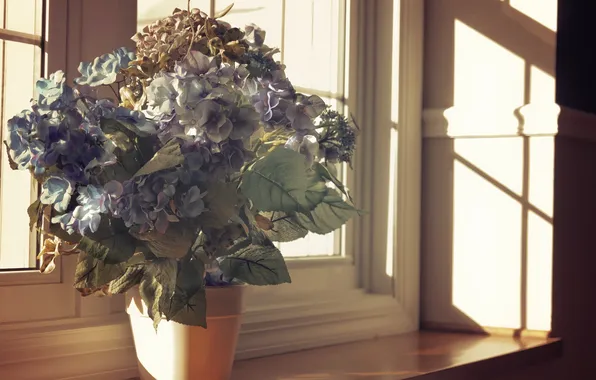 Flowers, background, window