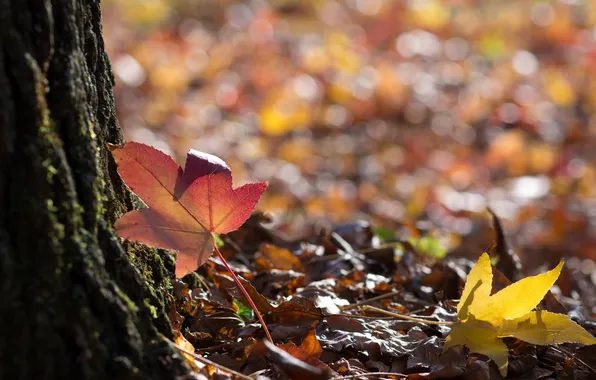 Picture leaves, glare, tree, fallen, maple, autumn