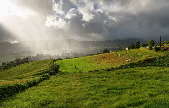 Greens, field, the sky, grass, the sun, clouds, trees, clouds