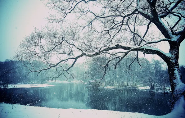 Picture winter, snow, lake, tree, winter, lake, tree, snowing