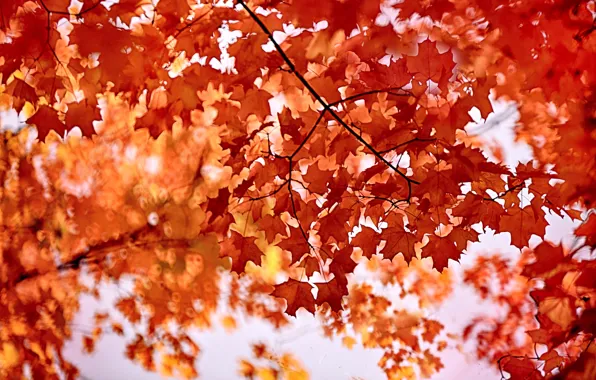 Autumn, leaves, maple, the crimson