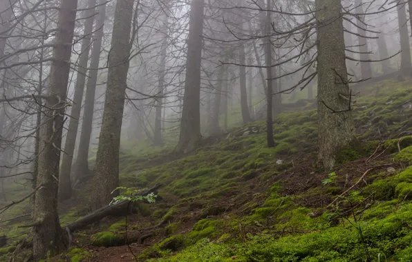 Picture forest, trees, nature, fog