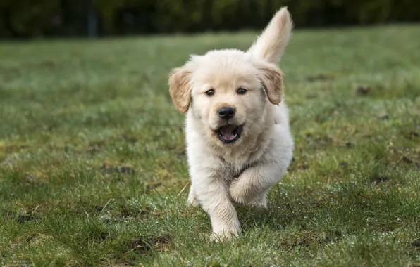 Grass, puppy, Retriever, Golden Retriever