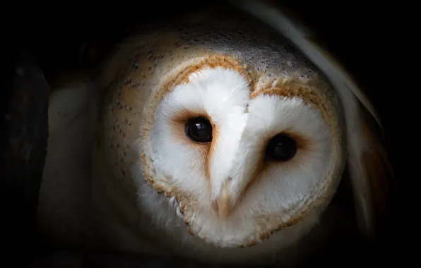 Look, close-up, owl, bird, portrait, black background, the barn owl