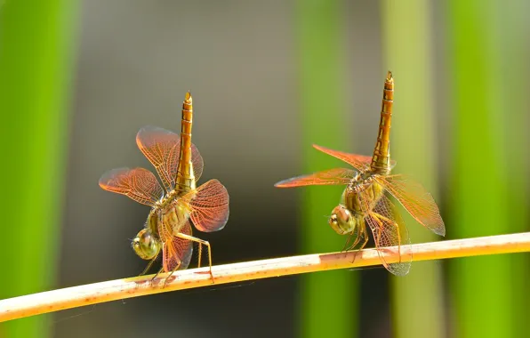 Macro, dance, a couple, Duo, dragonflies
