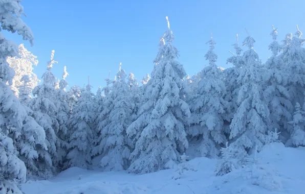 Picture winter, forest, the sky, light, snow, trees, nature, tale