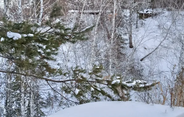Winter, white, the sky, snow, trees, landscape, winter, spruce