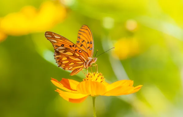 Flower, macro, background, butterfly, kosmeya