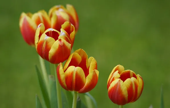 Flowers, background, tulips