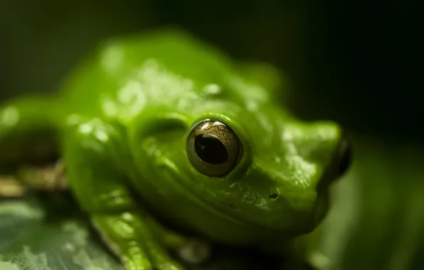 Macro, green, frog