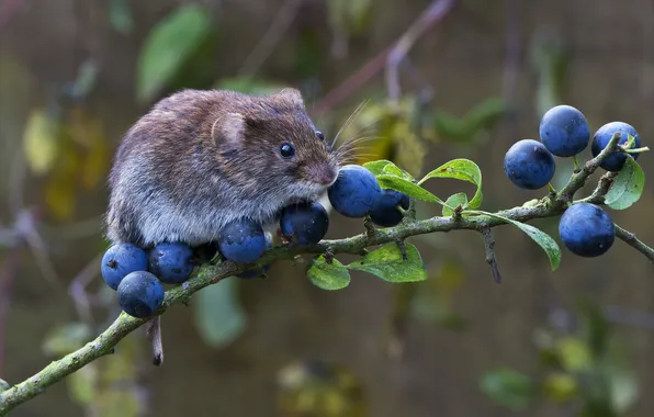 Berries, branch, mouse, animal, rodent, vole