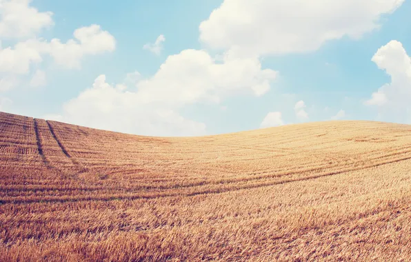 Wheat, field, the sky, clouds, landscape, nature, ears, sky