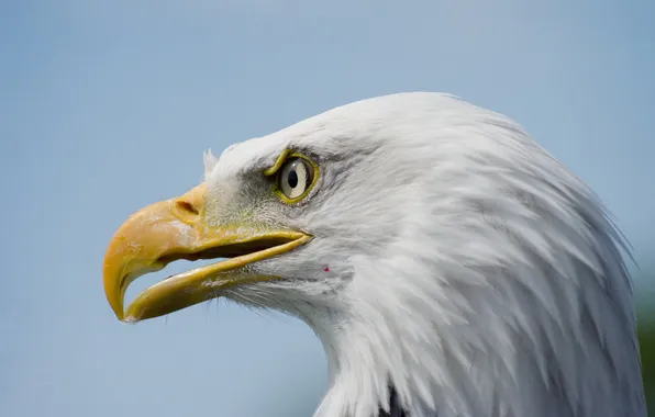 Picture nature, bird, eagle