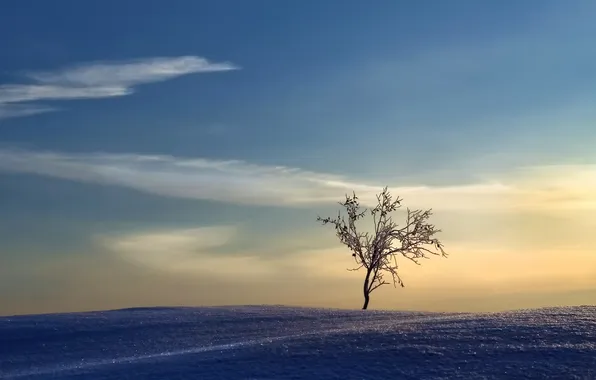 Snow, landscape, tree