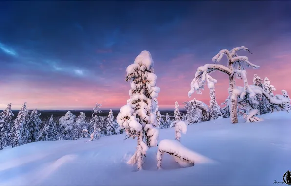 Winter, snow, trees, nature