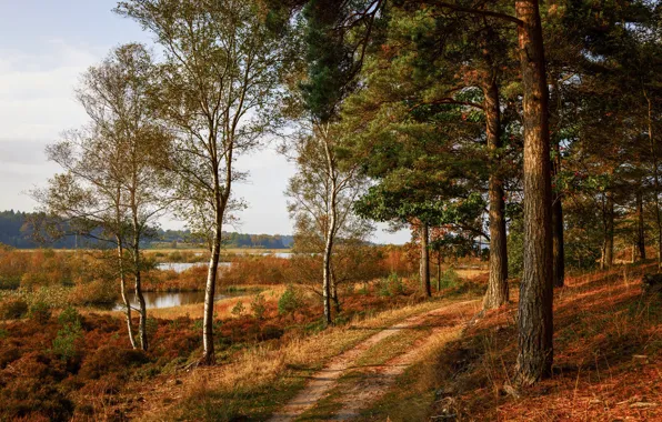 Autumn, forest, grass, the sun, trees, lake, Denmark, path