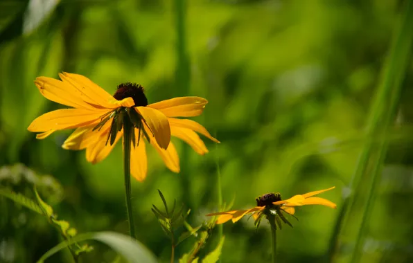 Grass, leaves, flowers, background, yellow, rudbeckia