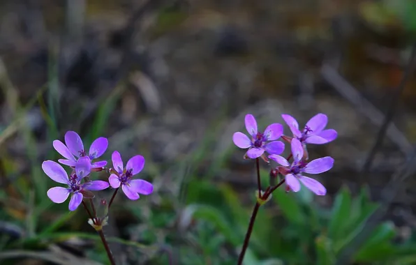 Flower, garden, blooming