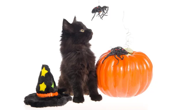 Cat, holiday, black, spiders, hat, white background, Halloween, pumpkin
