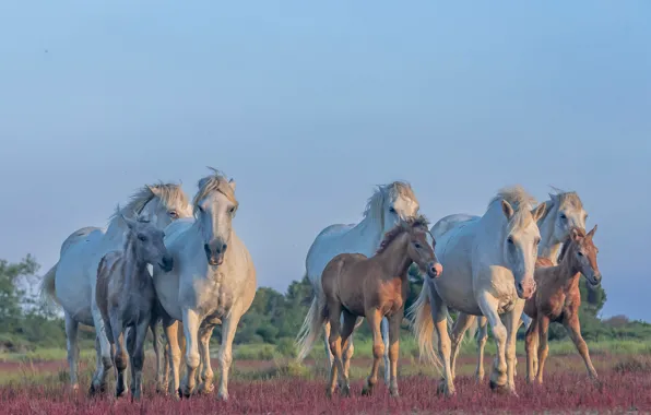 Field, horses, horse, the herd