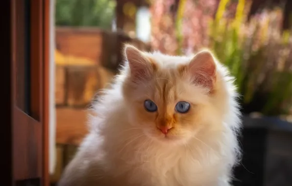 Cat, cat, look, light, background, portrait, fluffy, garden