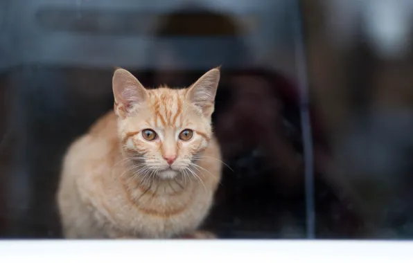Eyes, look, cat