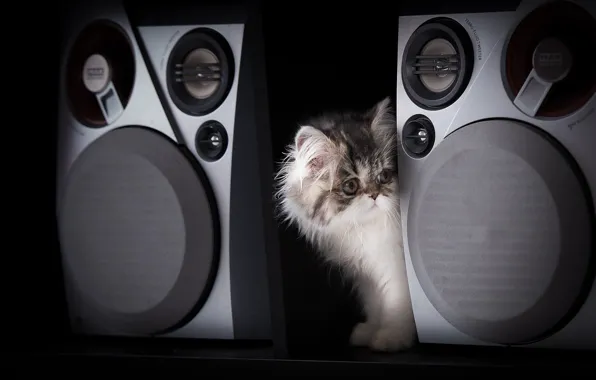Kitty, black background, music speakers