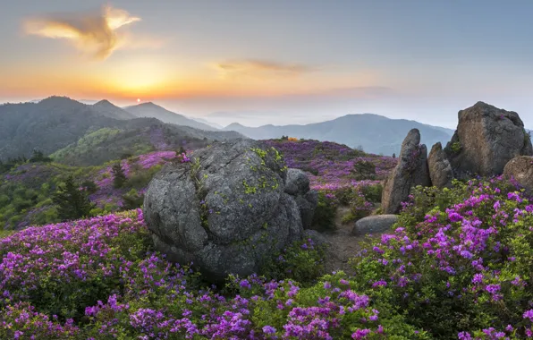 Clouds, landscape, flowers, mountains, nature, fog, stones, dawn