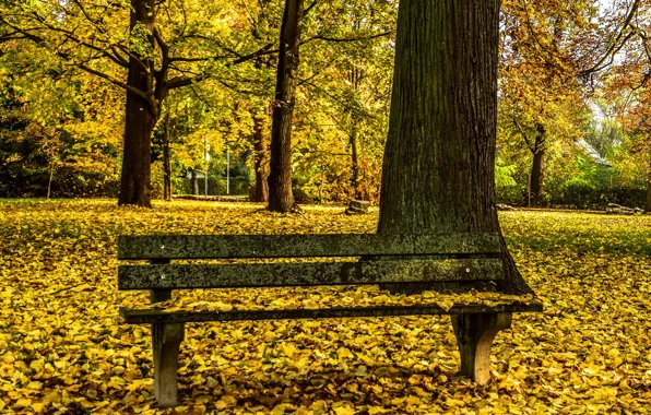 Autumn, Park, bench