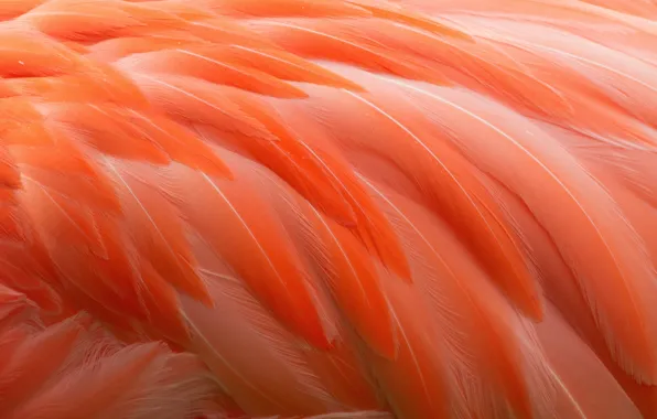 Bird, feathers, Flamingo