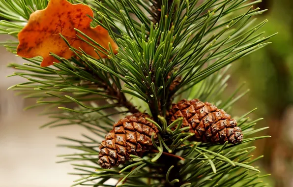 Pine, twig, cone