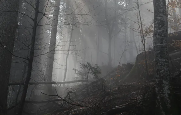 Forest, trees, nature, fog
