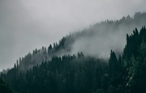 Picture forest, trees, nature, fog, Norway