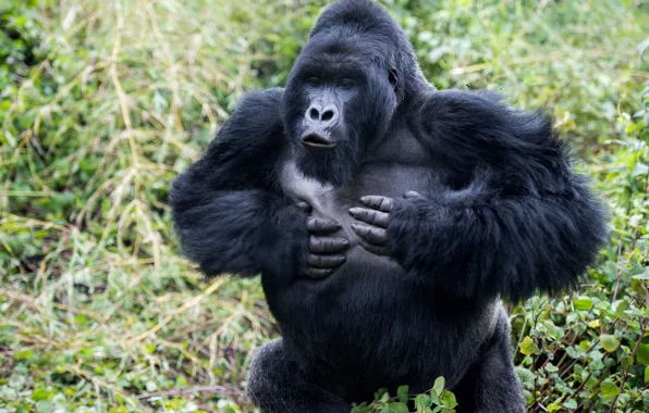 Nature, gorilla, runs, facial expressions
