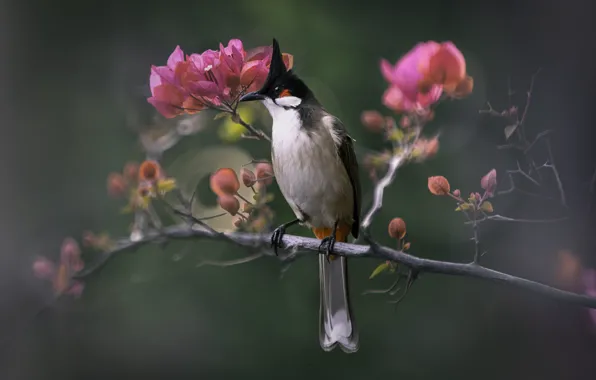 Picture flowers, bird, branch, pink