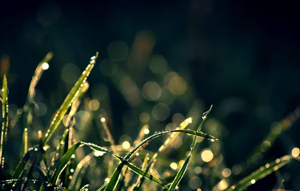Grass, drops, glare, background, Wallpaper, plants, wallpapers, bokeh