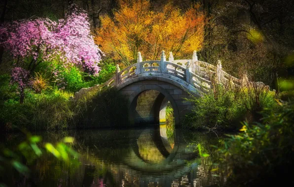 Picture grass, flowers, bridge, Sakura