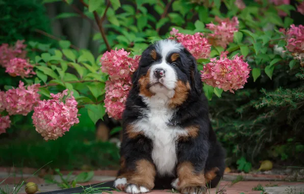 Picture flowers, nature, puppy, hydrangea