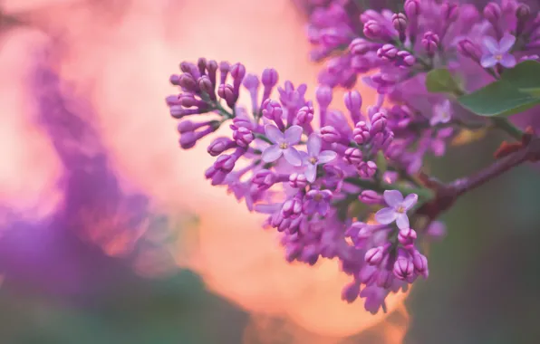 Macro, background, branch, lilac