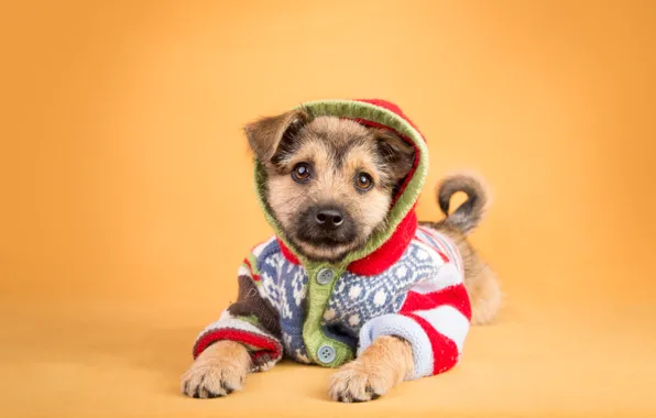 Picture look, orange, background, clothing, dog, baby, costume, hood