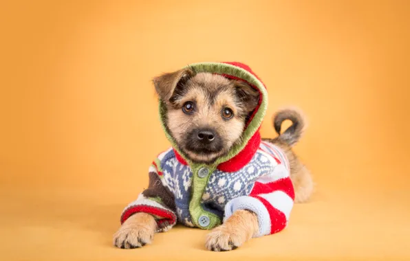 Look, orange, background, clothing, dog, baby, costume, hood