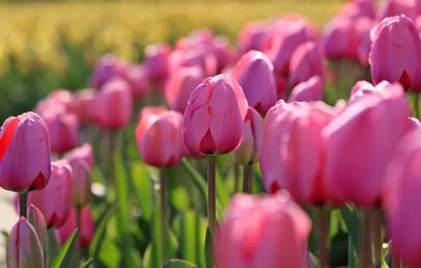 Picture light, flowers, spring, tulips, pink, buds, flowerbed, a lot