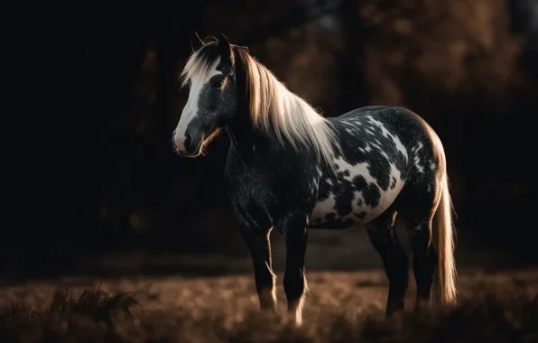 Field, light, nature, the dark background, horse, horse, pony, digital art